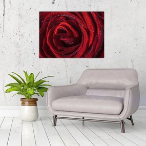 Obraz - Červená ruža s kvapkami rosy (70x50 cm)