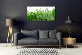 Obraz na akrylátovom skle Tráva rastlina príroda 100x50 cm
