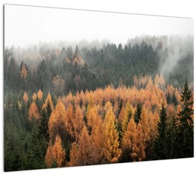 Sklenený obraz - Jesenný les (70x50 cm)