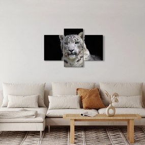 Obraz - Leopard snežný (90x60 cm)