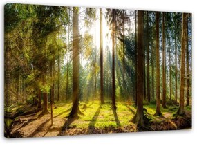 Obraz na plátně Lesní paprsky Strom Příroda - 120x80 cm