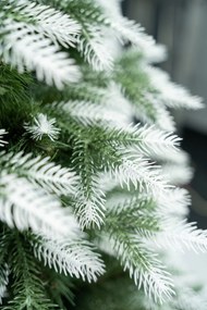 Limpol Vianočný stromček Kanadská biela borovica Výška stromčeka: 210 cm