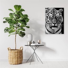 Gario Obraz na plátne Čiernobiely tiger Rozmery: 40 x 60 cm