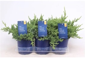 Juniperus procumbens Nana 15x25 cm