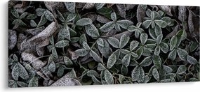 Obraz - Zamrznuté rastliny (120x50 cm)