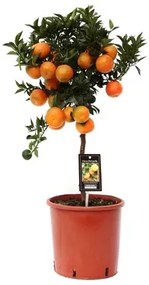 Citrus aurantium Chinotto Mandarin 22x85 cm