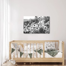 Obraz - Kopretiny (90x60 cm)