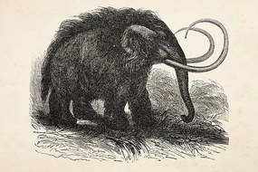 Ilustrácia Engraving of extinct woolly mammoth from 1872, Grafissimo