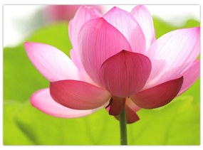 Sklenený obraz kvetu Lotusu (70x50 cm)