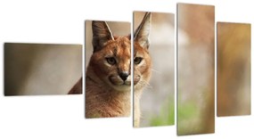 Rys ostrovid - obraz