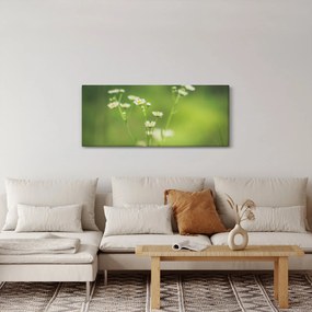 Obraz Sedmokrásky (120x50 cm)