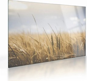 Sklenený obraz obilia (70x50 cm)