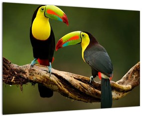 Obraz - tukan