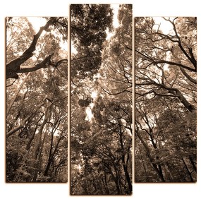 Obraz na plátne - Zelené stromy v lese - štvorec 3194FC (105x105 cm)