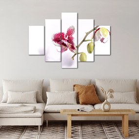 Obraz kvetu orchidey (150x105 cm)