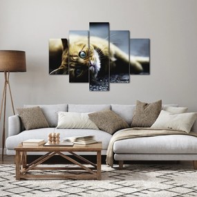 Obraz mačiatka (150x105 cm)