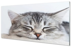 Obraz na akrylátovom skle Ospalá mačka 125x50 cm