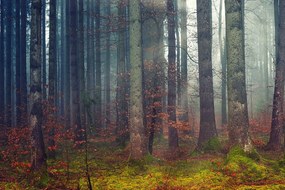 Originálna fototapeta zákutie lesa