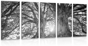 5-dielny obraz čiernobiele majestátne stromy - 200x100