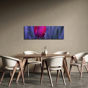 Obraz pupete tulipánu (s hodinami) (90x30 cm)