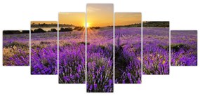Levanduľové polia - obraz