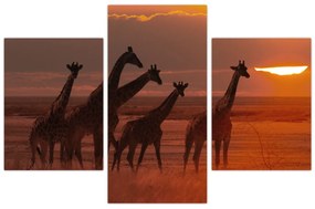 Obraz - Žirafy v africkej savane (90x60 cm)