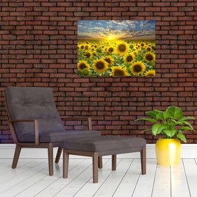 Sklenený obraz - Slnečnica pri západe slnka (70x50 cm)