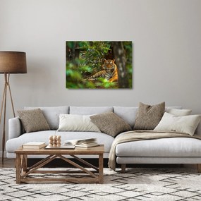 Sklenený obraz odpočívajúceho tigra (70x50 cm)