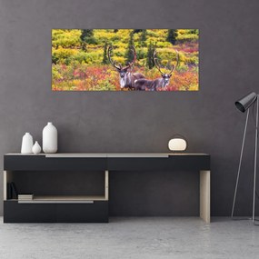 Obraz - Karibu na Aljaške (120x50 cm)