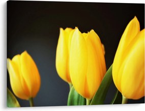 Obraz tulipánov (70x50 cm)
