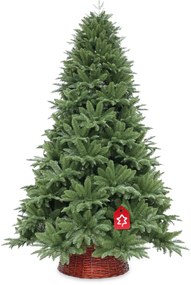 Jedľa Normandská extra hustá 240 cm