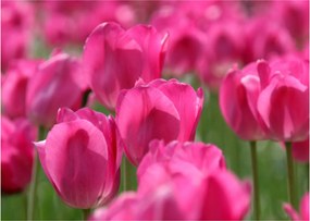 Obraz - Ružové tulipány (70x50 cm)