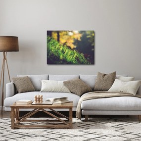 Obraz machu s hubou (70x50 cm)