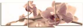 Obraz na plátne - Orchidea kvet izolovaná na bielom pozadí - panoráma 5222FD (90x30 cm)