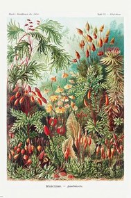 Plagát, Obraz - Ernst Haeckel - Laubmoose, (61 x 91.5 cm)