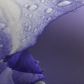 Obraz - Okvetný lístok s kvapkami (s hodinami) (90x30 cm)