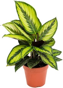 Calathea 'Beauty Star' 6/tray' 12x35 cm