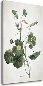 Obraz na plátne RASTLINY 011