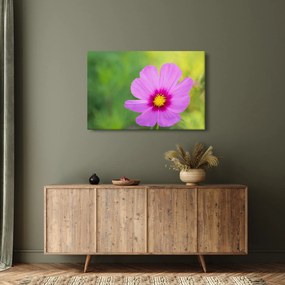 Obraz - lúčna kvetina (90x60 cm)
