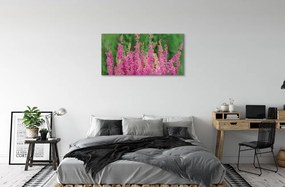 Obraz canvas kvety vresy 125x50 cm
