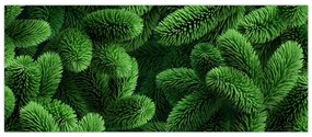Obraz - Vetvičky ihličnanu (120x50 cm)