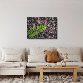 Sklenený obraz zelenej rastliny (70x50 cm)