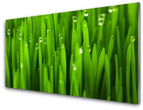 Nástenný panel  Tráva príroda rastlina 100x50 cm