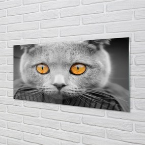 Obraz na akrylátovom skle Sivá britská mačka 100x50 cm