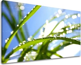 Obraz na stenu RASTLINY RA009E11