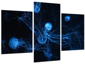 Obraz - Medúzy (90x60 cm)