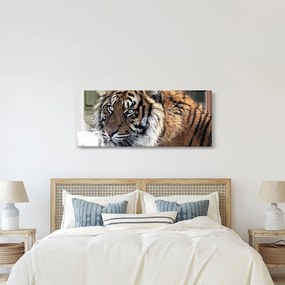 Obraz tigra (120x50 cm)