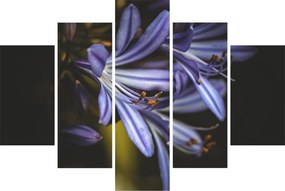 Obraz - Lila (150x105 cm)