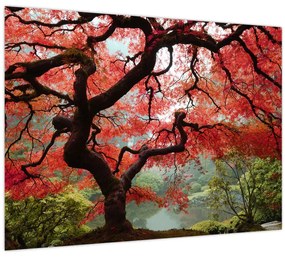 Sklenený obraz červeného japonského javora, Portland, Oregon (70x50 cm)