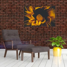 Obraz - Slnečnica v čiernom pozadí (90x60 cm)